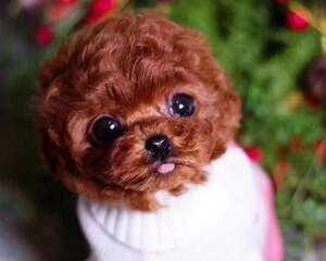 茶杯犬好养吗?背后残忍的秘密…