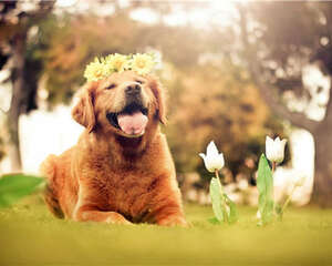 宠物狗狗厕所该如何除臭