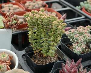 小米星徒长怎么办