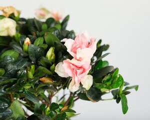 杜鹃花花期养护