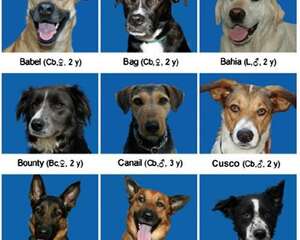 通过脸部识别同类是狗狗的天生社交本能