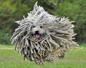 可蒙犬为什么禁养？可蒙犬介绍