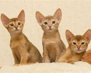 猫癣的预防和治疗方法