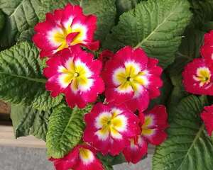 小阳台养花，只选这1种，连开300天，爆满一阳台！