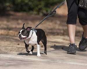 遛狗的注意事项都有哪些，遛狗的正确方法
