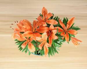 小盆栽百合花怎么养