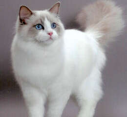 如何制止布偶猫的异常捕食行为