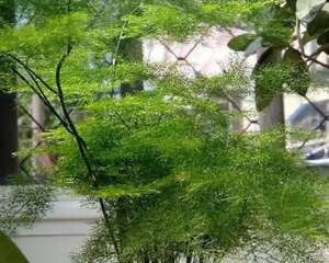 6种杀菌花，杀菌去异味，家里变成绿森林！
