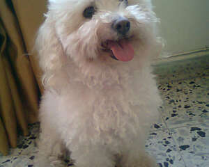 为爱犬做衣服的注意事项