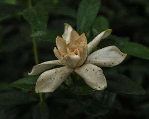 栀子花花语大全