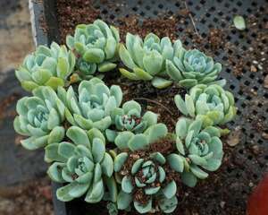 多肉植物如何施肥