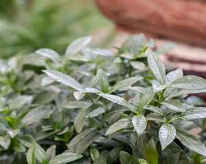 栀子花怎样开花多