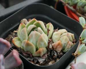 这五种多肉植物繁殖快，容易养