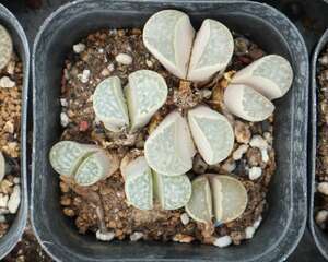 生石花怎么浇水