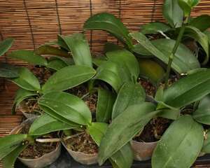 蝴蝶兰为什么掉花骨朵