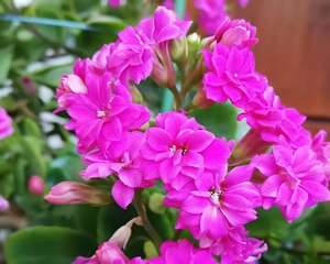 8年的长寿老桩，一把掐个精光，开花比新买的还多！