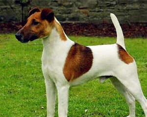 平毛猎狐梗的形态特征