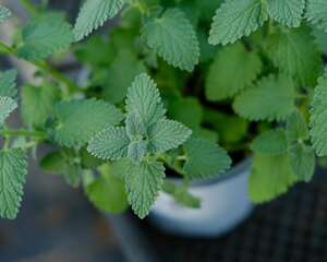 香草植物播种要注意什么