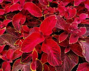 彩叶草怎么过冬