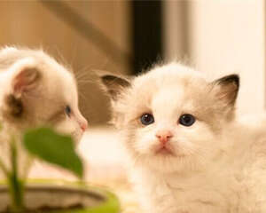 【测试】猫咪性格小测试