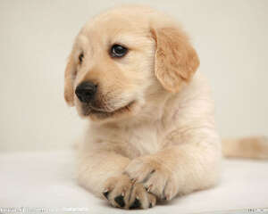 金毛犬毛发不亮是什么原因