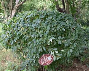 连翘移植株距行距是多少，老桩移植时间和技术