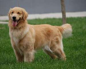 什么是赛级金毛？赛级金毛与宠物级金毛有何区别？