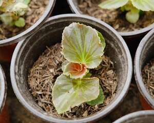 四季海棠秋天怎么养