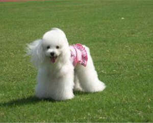 贵宾犬的毛发护理要点