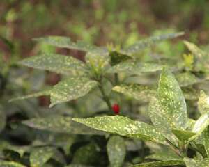 洒金榕有毒吗，可以放在室内吗