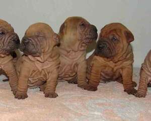 沙皮犬的性格特点