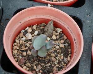 这“5种”多肉植株最难养死，30天就能长满盆，新手最…