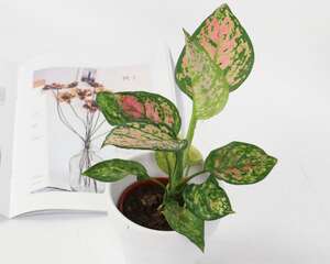 花叶万年青长得慢怎么办