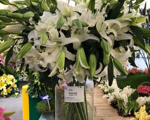 百合花种球种植