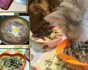 【美食攻略】自制猫咪牛肉鸡蛋饭