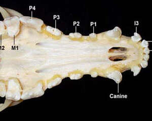 犬猫牙科基本知识