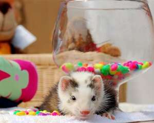 如何为宠物貂选择营养品