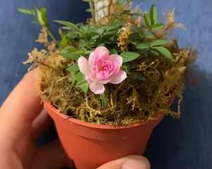 这花养了3年，只有巴掌大，天热一直开花！
