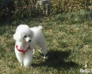 饲养贵宾犬之前需要准备哪些东西呢？