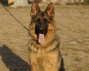 德国牧羊犬适合看家吗