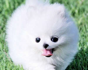 狗狗的品种天性对它有多大的影响