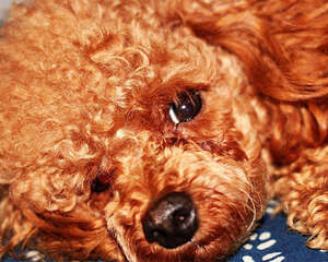 为什么狗狗走丢的事情常常发生