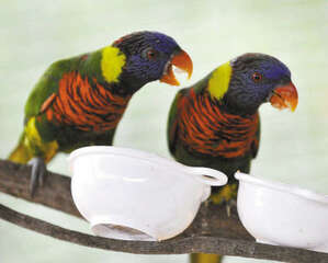 吸蜜鹦鹉的生活习性