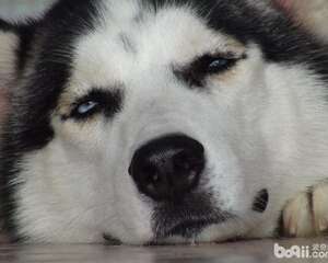 导致狗狗流口水的原因都有哪些?