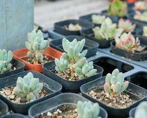 多肉用什么肥料最好