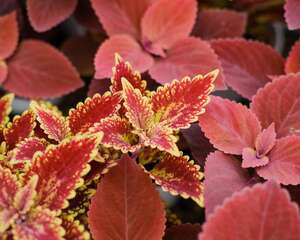 彩叶草怎么播种