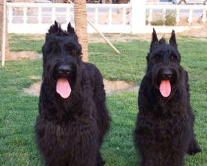 犬立耳手术的步骤