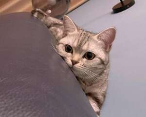 养猫小白怎么判断猫要不要驱虫？