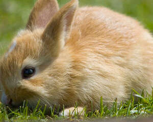 母兔是否需要绝育