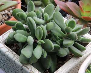 若歌诗Crassula Rogersii